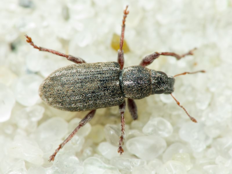 Sitona inops Gyllenhal, 1832